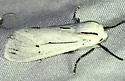 Ectypia mexicana - Hodges#8248 - photo 2