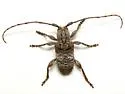 Ecyrus arcuatus