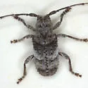 Ecyrus arcuatus - photo 2