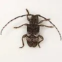 Ecyrus arcuatus - photo 3