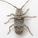 Ecyrus arcuatus - photo 4
