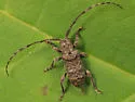 Ecyrus dasycerus - Ecyrus dasycerus