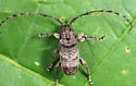 Ecyrus dasycerus - photo 2