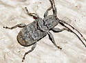 Ecyrus dasycerus - photo 3