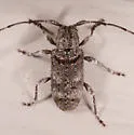 Ecyrus dasycerus - photo 4