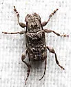 Ecyrus dasycerus - photo 5