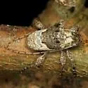 Ecyrus penicillatus