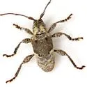 Ecyrus penicillatus - photo 2