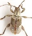 Ecyrus penicillatus - photo 3