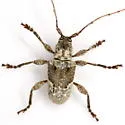 Ecyrus penicillatus - photo 4