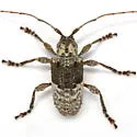 Ecyrus penicillatus - photo 5