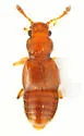 Edaphus nitidus - Edaphus nitidus