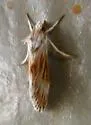 Edia minutissima - Hodges#4808 - photo 3