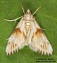 Edia semiluna - Hodges#4807 - photo 4