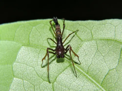 Edricus productus