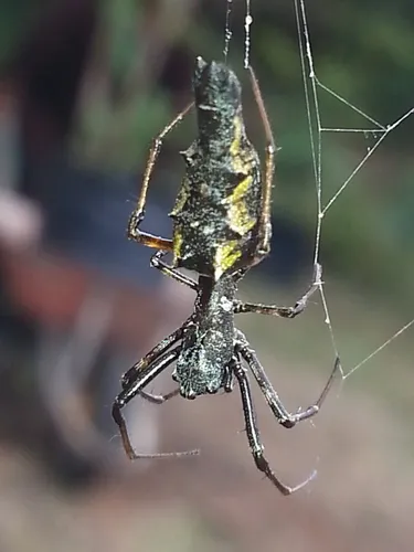 Edricus productus - photo 2