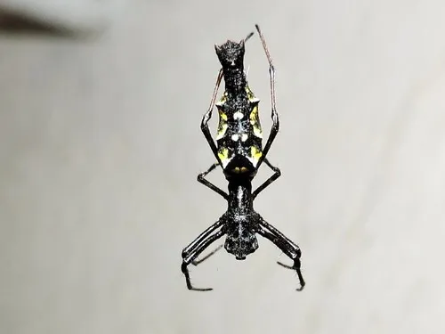 Edricus productus - photo 3