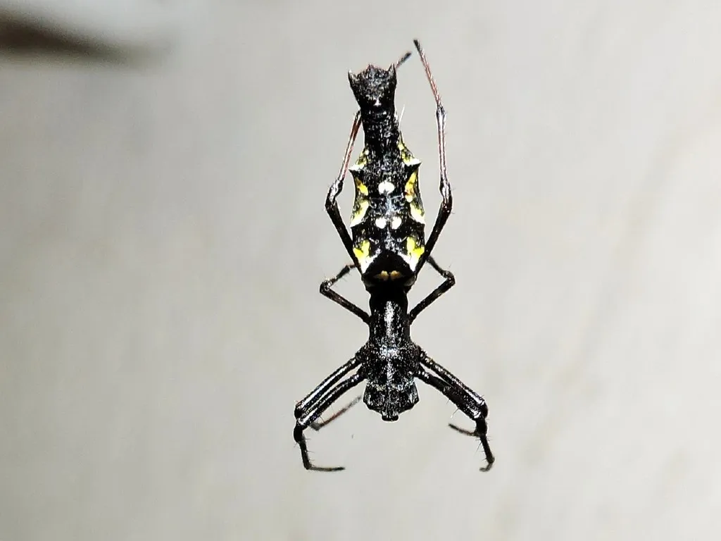 Edricus productus - photo 4