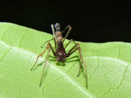Edricus productus - photo 5