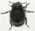 Edrotes rotundus
