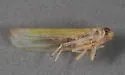 Edwardsiana commissuralis