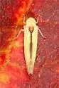 Edwardsiana commissuralis - photo 3