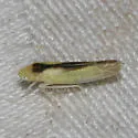Edwardsiana commissuralis - photo 4