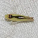 Edwardsiana commissuralis - photo 5