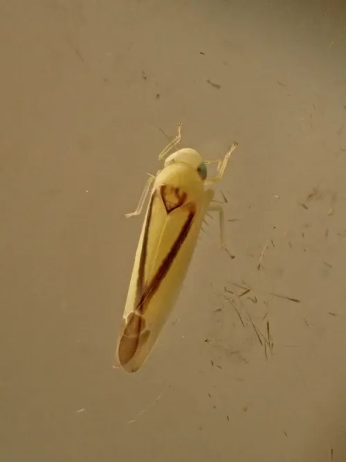 Edwardsiana geometrica - photo 2