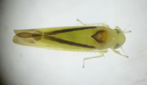 Edwardsiana geometrica - photo 4