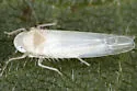 Edwardsiana lethierryi