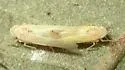 Prune Leafhopper