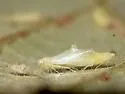 Prune Leafhopper - photo 2