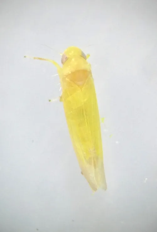 Edwardsiana rosae