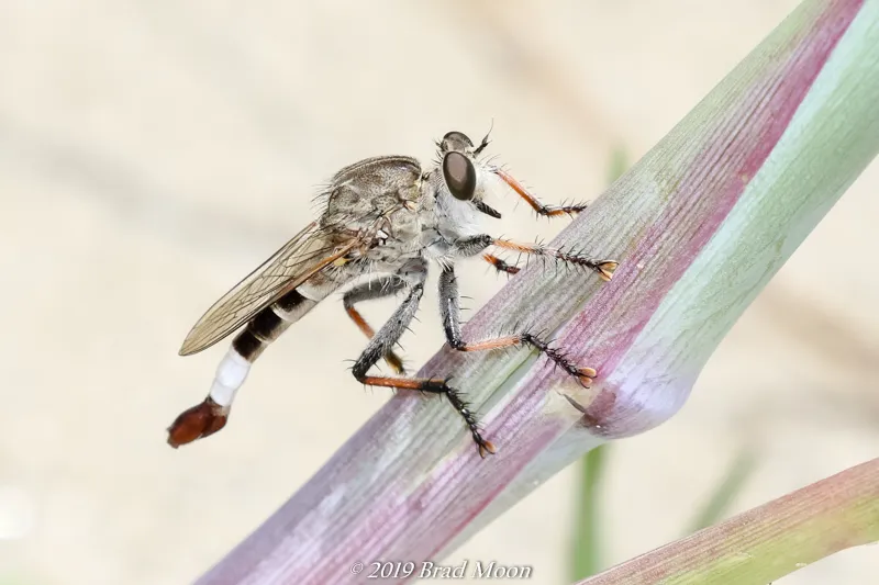 Sand Hammertail