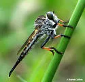 Southeastern Hammertail