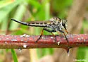 Southeastern Hammertail - photo 2
