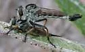 Southeastern Hammertail - photo 3
