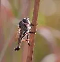 Southeastern Hammertail - photo 5