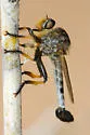 Golden Club-legged Hammertail