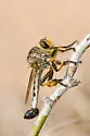 Golden Club-legged Hammertail - photo 2