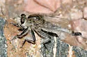 Sagebrush Hammertail