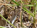 Sagebrush Hammertail - photo 2