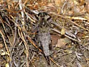 Sagebrush Hammertail - photo 3