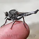 Sagebrush Hammertail - photo 4