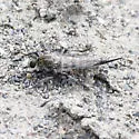 Sagebrush Hammertail - photo 5