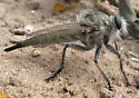 Great Plains Hammertail
