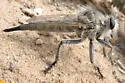 Great Plains Hammertail - photo 2