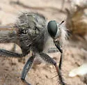 Great Plains Hammertail - photo 3