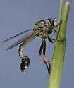 Lesser Mesquite Hammertail